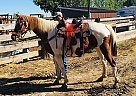 Other - Horse for Sale in Coalmont, CO 80430