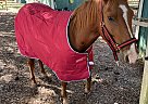Quarter Pony - Horse for Sale in Dothan, AL 36305