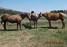 Quarter Horse - Horse for Sale in Ellensburg, WA 98926