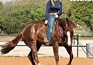 Quarter Horse - Horse for Sale in Joshua, TX 40501
