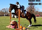 Warmblood - Horse for Sale in Highland, MI 40501
