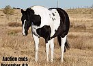 Quarter Horse - Horse for Sale in Amarillo, TX 40501