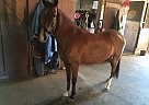 Peruvian Paso - Horse for Sale in Everett, WA 98203