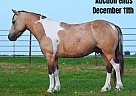 Quarter Horse - Horse for Sale in Fairbank, IA 40501