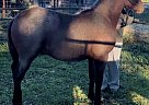 Quarter Horse - Horse for Sale in Mount Vernon, TX 75457