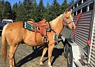 Quarter Horse - Horse for Sale in Sandy, OR 97055