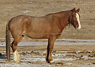 Tennessee Walking - Horse for Sale in Rapid City, SD 