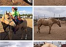 Quarter Horse - Horse for Sale in Midland, TX 79703
