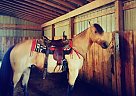 Quarter Horse - Horse for Sale in Benton, KY 42025