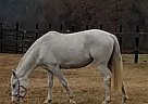 Quarter Horse - Horse for Sale in Ringgold, GA 30736