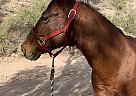 Quarter Horse - Horse for Sale in Morristown, AZ 85342