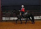 Tennessee Walking - Horse for Sale in Ralph, AL 