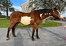 Paint - Horse for Sale in Lancaster, PA 17516