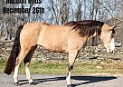 Tennessee Walking - Horse for Sale in Everett, PA 40501