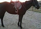 Warmblood - Horse for Sale in Santa Maria, CA 93455