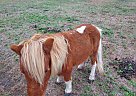 Shetland Pony - Horse for Sale in Robinson, TX 76706