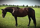 Warmblood - Horse for Sale in Ocala, FL 34482