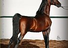 Saddlebred - Horse for Sale in Tenino, WA 98589