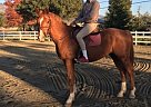 Hanoverian - Horse for Sale in Santa Cruz, CA 95062
