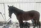 Quarter Horse - Horse for Sale in Davis, SD 57021