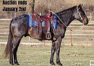 Draft - Horse for Sale in Louisville, KY 40501