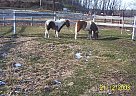 Pony - Horse for Sale in Brodhead, WI 