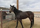 Thoroughbred - Horse for Sale in Waddell, AZ 85355