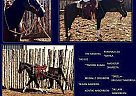 Arabian - Horse for Sale in Argyle, TX 76226