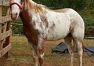 Paint - Horse for Sale in Pine Mountain, GA 31822