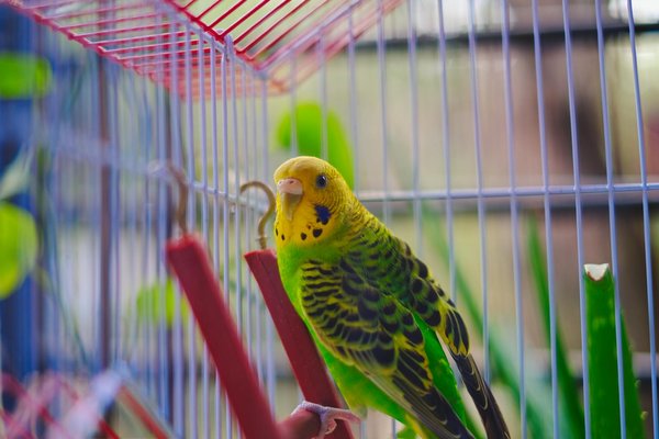 How Can You Create a Safe Habitat for Exotic Pets at Home?