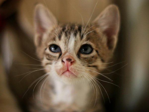 What Are the Best Ways to Train Your UK Cat?