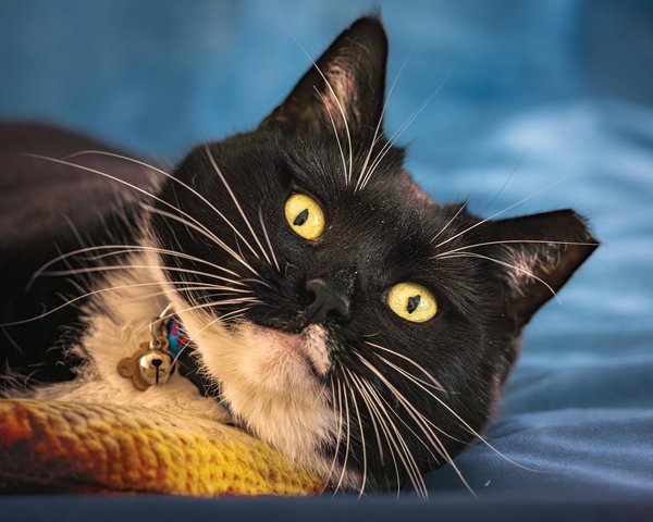 What Are the Most Unusual Pets That Can Live in the UK?