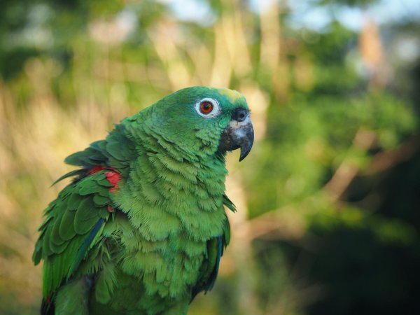 How Are Dogs Adapted to Urban Living in the UK?